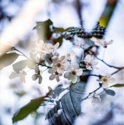 книга записки тайского детектива