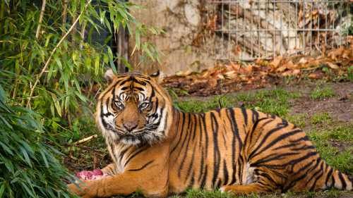 кошки – инопланетяне