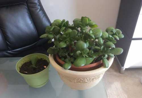 денежное дерево: уход, пересадка и цветение в домашних условиях