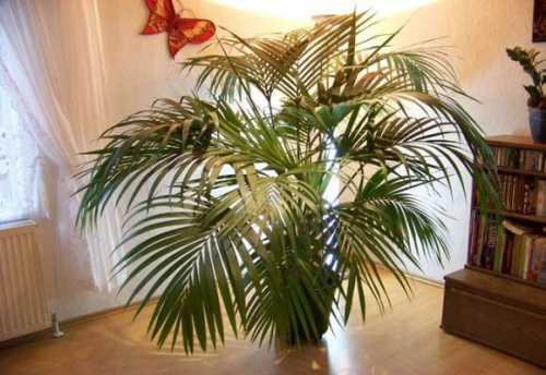 пальма ливистона: размножение и уход в домашних условиях