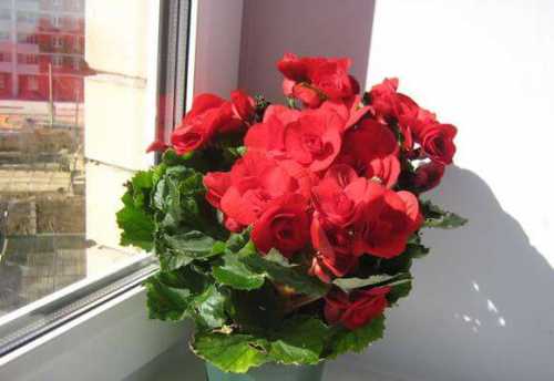 как красиво накрасить короткие ногти: особенности маникюра