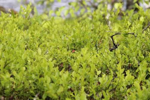 самостоятельная дрессировка собаки: преимущества и недостатки