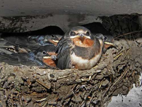 сколько варить яйца вкрутую, чтобы они оставались полезными