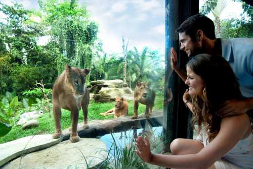 чудесный компот из айвы на зиму