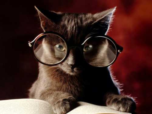 как приучить щенка к туалету, приучение щенка к туалету дома