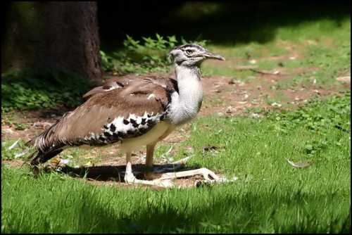 как живут в сша королевы красоты из ссср