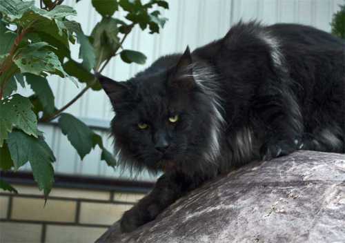 самая эпатажная неделя моды в париже