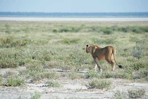 вирджил ван дейк: не все футболисты такие, как кокорин и мамаев