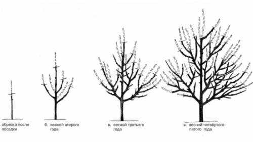 сроки и порядок прорезывания зубов у детей